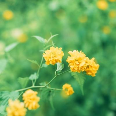 天使挂机手游下载